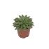 Escheveria