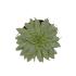 Escheveria