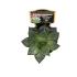 Escheveria