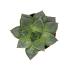 Escheveria