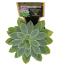 Escheveria