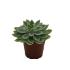 Escheveria
