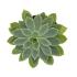 Escheveria