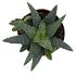 Haworthia