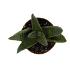 Haworthia