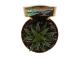Haworthia