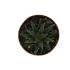 Haworthia