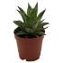 Haworthia