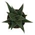 Haworthia