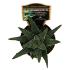Haworthia