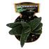 Haworthia