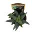 Haworthia
