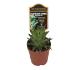 Haworthia