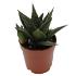 Haworthia