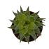 Haworthia