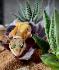 Leopard gecko with Haworthia