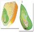 Altay® Corn Seed Model