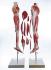 Somso® Comprehensive Leg Musculature Model