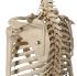 Rudiger® Physiology Skeleton