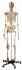 Rudiger® Total Skeleton