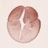 Ward's® Frog Embryology Slide Series