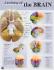 Denoyer-Geppert® Human Anatomy Charts