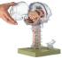 Somso® Transparent Brain Model