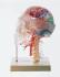 Somso® Neuroanatomy Head Model