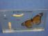 Butterfly Life Cycle Embedded Display