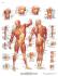 3B Scientific® Nervous System Chart
