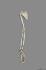 Orangutan Forelimb