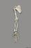 Gorilla Forelimb