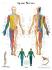 Nervous system bundle
