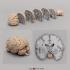Advanced brain bundle