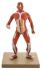 Mini anatomy set