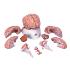 Advanced brain bundle