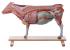 Somso® Anatomical Cow Model