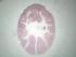 Ward's® Frog Embryology Slide Series