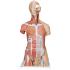 Model Muscular Open Back Torso