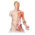 Model Deluxe Torso with Muscular