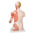 Model Deluxe Torso with Muscular