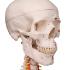 Flexible Ligamentary Painted Skeleton - Ring Mount