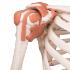 Flexible Ligamentary Painted Skeleton - Ring Mount