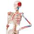 Flexible Ligamentary Painted Skeleton - Rod Mount