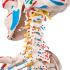 Flexible Ligamentary Painted Skeleton - Rod Mount
