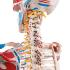 Flexible Ligamentary Painted Skeleton - Rod Mount