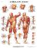 3B Scientific® Anatomical Chart: Muscular System
