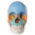 Beauchene Skull - Colored