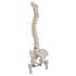 Flexible Spine with Femur Heads
