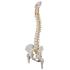 Flexible Spine with Femur Heads
